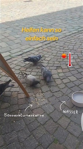 🕊️ So kannst du Stadttauben wirklich helfen