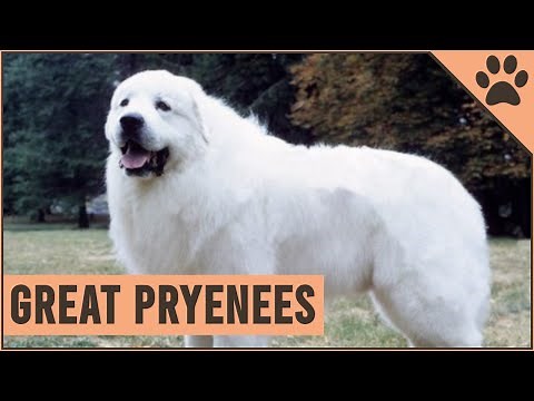 Great Pyrenees - Pyrenean Mountain Dog
