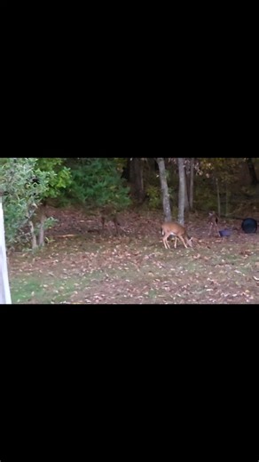 Girls get buck fever too 😉🦌🩵 | Amanda Williams