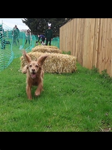 the barnyard pack easter event wow what fun was had by all #dogsbeingdogs #enrichmentfordogs #dogsoftiktok #@Freddie & luna ❤️ a spaniel @lorraine_ozzie