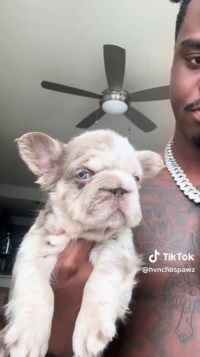 Adorable Fluffy French Bulldog Moments
