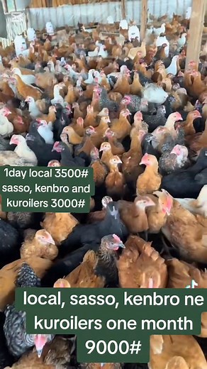 2.3K views · 120 reactions | Time check is 2:05am. Sawa yakulowoza ku birooto. | Bsix local poultry farm. | Facebook
