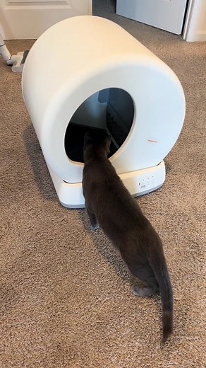 Rhaegar can't wait to use his Meowant self-cleaning cat litter box 😻😻😻 🎥: @rhaegarooni #meowantlitterbox #meowant #catslovers #kittensoftiktok #kittens #kittenlove #pets #petsoftiktok #petlovers #pets #catlovers #cats #animals