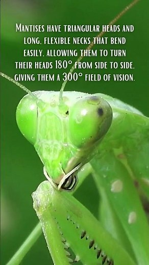Folklore About PRAYING MANTISES. . . or is it mantids?