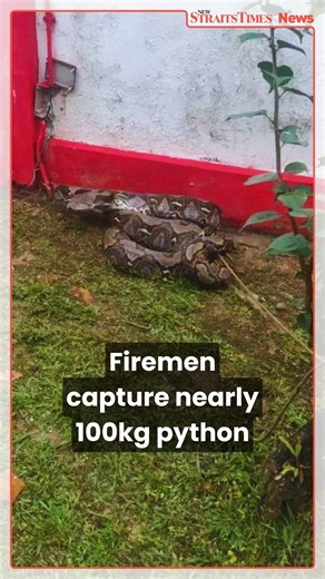 Firemen capture nearly 100kg python