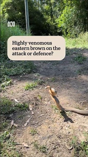 What if you make a deadly snake mad? | ABC News