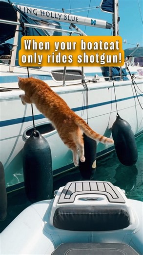 91K views · 1.2K reactions | This boatcat likes to ride in STYLE!...