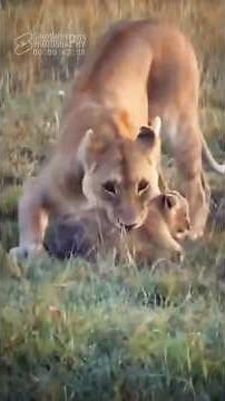 Mother Lion Patiently Lifts Her Fat and Tiny Cub