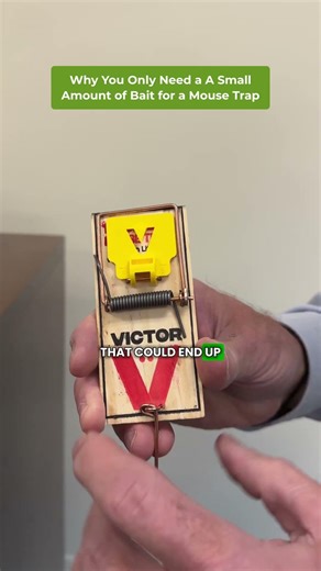 Victor Mouse Trap Setup #mousetrap #pestcontrol