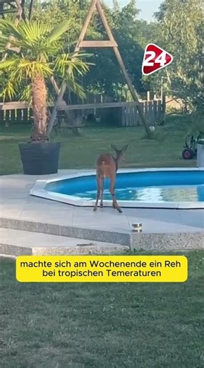 Reh erfrischt sich am Pool im Landkreis Mühldorf