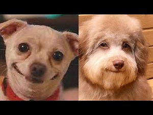 🔥🤪 Join the Fun: 30 Minutes of TikTok's Funniest Dog Moments! 🥳🐕