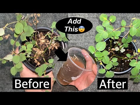 How To Revive a Dying Rose Plant | Rose Plant Not Blooming | Do This And You Will Be Shocked