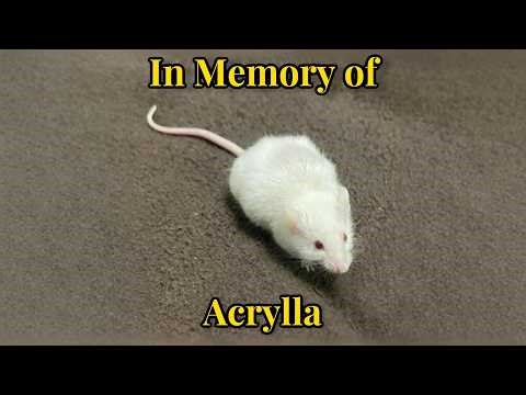 In Memory of Acrylla (My Mouse)