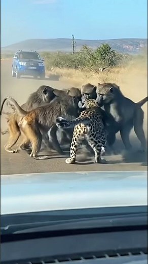 Leopard Fights Off Baboon Troop on the Road | Wild Confrontation
