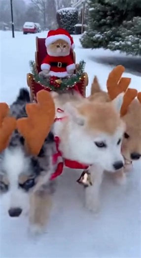 🎄 Sora AI: Fluffy Santa Cat on a Sleigh with Three Reindeer Dog Helpers in Snow! 🐶 #Christmas #AI Description: In another stunning demonstration of Sora AI's capabilities, we see a fluffy orange cat in a Santa costume riding a sleigh through a wintry landscape. This time, the sleigh is led by a team of three dogs—including a Shiba Inu mix and a Corgi—all adorned with reindeer antlers and festive harnesses. The camera stays focused on the cat's serious yet adorable expression as it glides throu