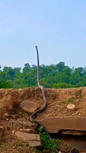 #Watch- The king cobra can literally "stand up" and look at a full-grown person in the eye. When confronted, they can lift up to a third of its body off the ground. #viralvideo #video #kingcobra | In Goa 24x7