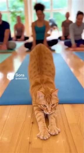 When a Cat Randomly Becomes the Yoga Master Flexing Paws #catsoftiktok #yogalife #pets