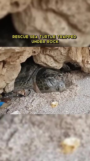 251K views · 10K reactions | Rescue Sea Turtle Trapped under Rock #turtle #animals #wildlife #animalrescue #pets #thestrangetruth | Rescue Turtles | Facebook