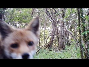 野生動物垂れ流し