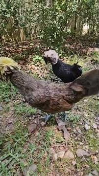 A Brief History of Polish Chickens#backyardchickens #chickens #fyp #homestead #farmlife