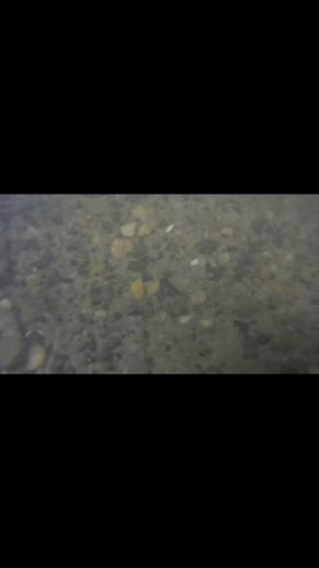 Any dive where you get to add a new species to the collection is a good dive! 🤿 | Meg Goddess Designs