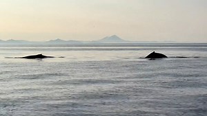 4.1K views · 69 reactions | Humpback Whales, Orcas, Beluga Whales,...