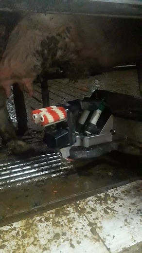 Milking Process Explained: How Modern Machines Work