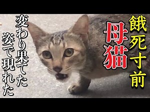 【現在この母猫は子猫と共に家で保護してます】子猫を託しに来る,威嚇する母猫,が食べ物を求めに来た！子猫は連れて来ずに…