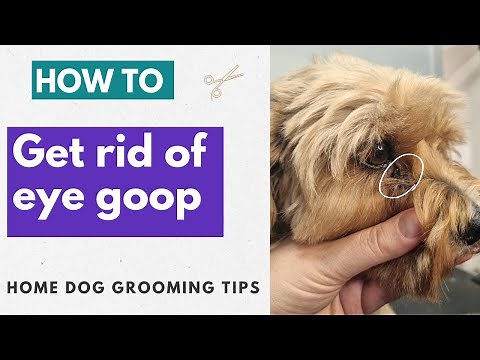 3 Ways To Remove Eye Boogers and Goop | Dog Groomer's Top Tips