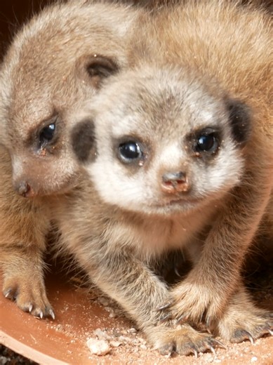 Meet the Adorable Baby Meerkats at Dartmoor Zoo