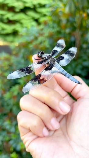 Dragonflies can consume up to 100 mosquitoes 🦟 🦟 daily! Their larvae are aquatic and eat mosquito larvae. They may vibrate their wings (wing-whirring) to warm up before flight as shown in this video. This is a Common Whitetail dragonfly (Plathemis Lydia). There are 7,000 species of dragonflies, and they are closely related to damselflies. Like bees, they have excellent vision and have compound eyes. Each of the dragonfly’s compound eyes has 30,000 facets! These fast-hovering insects can reach