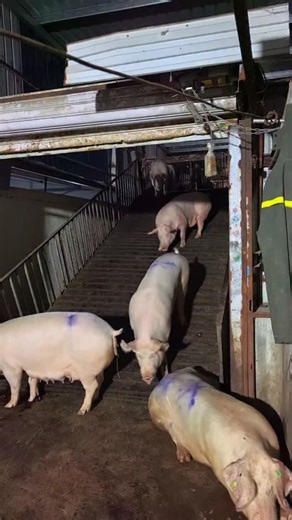 3 Ways to Raise Pigs for BIG Farmhouse Profits! 🐷💰 Want to turn pig farming into a highly profitable business? In this video, we’ll show you three powerful ways to raise pigs in a farmhouse setting and maximize your earnings. Whether you’re just starting out or already farming, these practical tips will help you boost your farm’s profitability while ensuring your pigs grow healthy and strong. We’ll cover: ✅ The best pig breeds for fast growth and high returns ✅ Feeding strategies to cut costs 