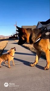 He was so loud… until the K9 spoke 😂🐶🚓 #dog #funny #cops #puppy #shorts #k9 #dogcop #police #cops