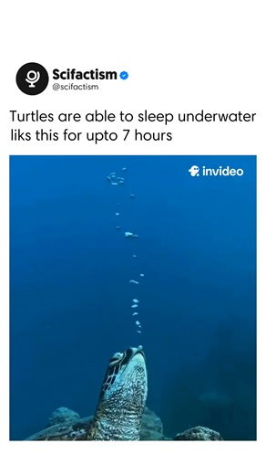 Scifactism on Instagram: "Many turtles sleep underwater, but their methods vary by species. Aquatic turtles such as sliders, cooters, and painted turtles often rest at the bottom of ponds or beneath submerged logs. They slow their metabolism while sleeping and absorb oxygen through specialized tissues in their throat or cloaca, allowing them to stay submerged for long periods without surfacing. Sea turtles also rest underwater, usually wedging themselves under coral or rocky ledges. Before settl