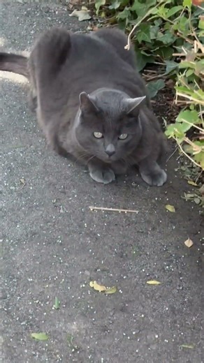 Russian Blue cat vs. lizard 🦎