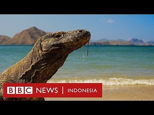 Haruskah Pulau Komodo ditutup dan dibiarkan tanpa manusia? - BBC News Indonesia