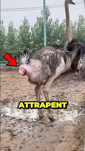 What is the secret of ostrich eggs? 😮‼️