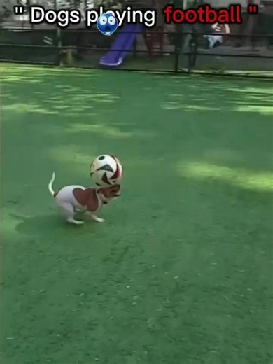Dogs playing ball 💀!! #edit #dog #football #funny #like