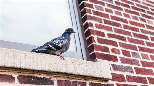 How to remove bird poop from windows fast