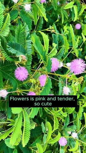 2.9K views · 30 reactions | How to grow a shame tree #gardeninggoals #gardeningistherapy #gardeningtips #gardeninglife #gardening_love #gardeninguk #gardening101 #gardeningtools #gardeningislife #gardeningtherapy #gardeningknowhow #gardeningseason #gardeningismytherapy #gardeningmakesmehappy #gardeningaustraliamag #gardeningday #gardeningideas #gardeningphoto | Home Gardening | Facebook