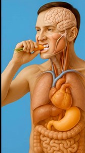 346K views · 2.2K reactions | Carrots 凌 3D animation | Medical Diary | Facebook