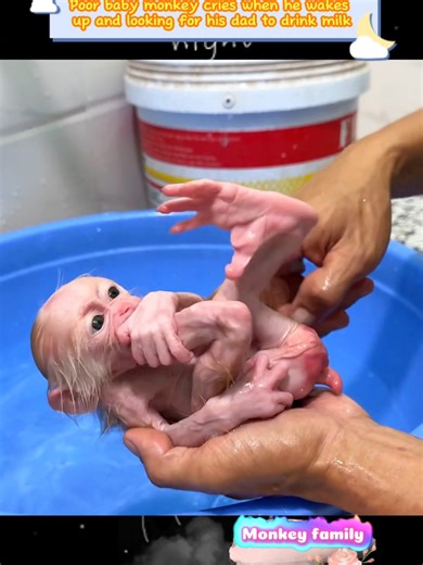 Baby Monkey Cries for Dad After Waking Up