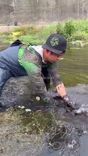 Catching a Giant Fish with Bare Hands in Muddy Water | Amazing Hand Fishing Technique #shortselling