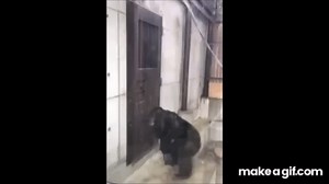 Monkey furiously knocking at door on Make a GIF