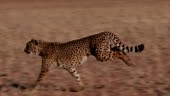 Cheetah running side on to camera in slow motion