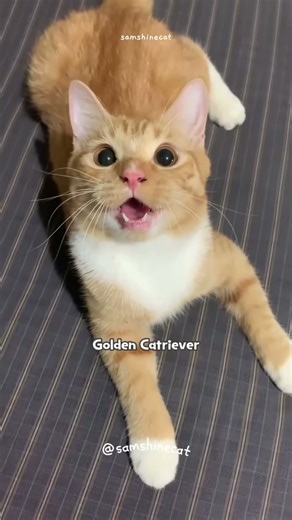 . “Watch This Ginger Cat Embarrass Himself in 4K 🎥”