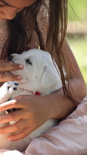 1.5K views · 574 reactions | Sweet babe❤️ • • • • #englishlabrador #puppy #whiteenglishlab #labbreeder #englishlab #labrador #fyp #whitelab #lablove #labradorphotography #fypage | Hickory Bluff Labradors LLC | Facebook