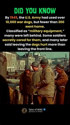 What Happened to the OVER 10,000 War Dogs Left Behind