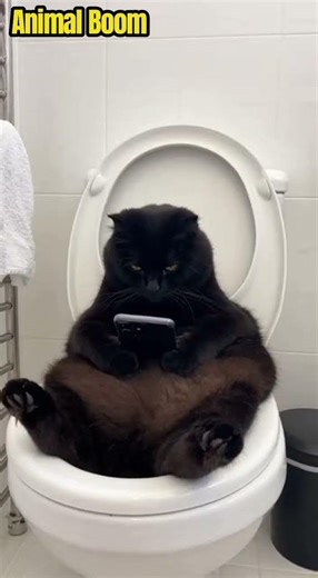 Funny Cat Prank Gone Wrong 😂