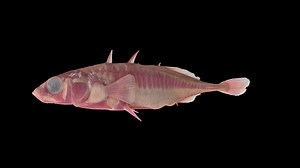 Falk Lake #1 - 3D model by TravisLabs